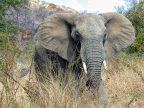 African safari