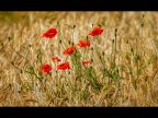 1st Bryan Averill HON CPE BPE1 Poppies In Barley