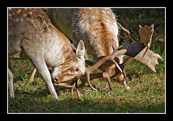 01 Rutting Fallow Stags Brian Sankey 020 0